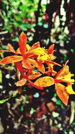 Close-up of flowers against blurred background