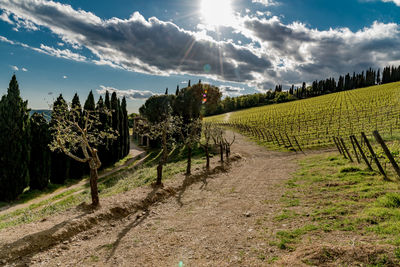 Vineyard against sky