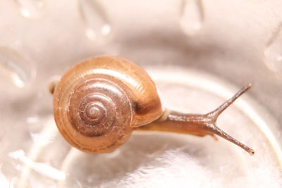 Close-up of snail