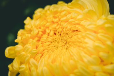 Close-up of yellow orange flower