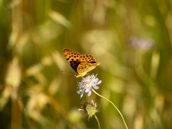 Close-up of butterfly pollinating on flower