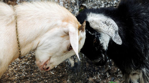 Close-up of two goats butting heads