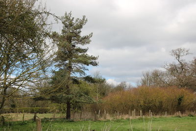 Trees on field against sky