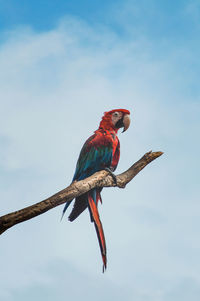Low angle view of parrot perching on branch against sky