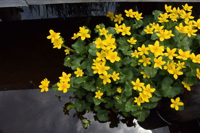 Close-up of yellow flowers blooming outdoors