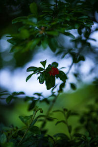 Close-up of red flowering plant