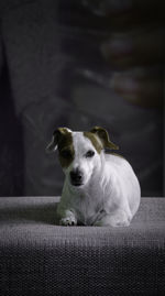 Portrait of puppy sitting on sofa