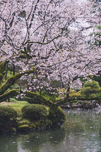 Cherry blossoms in lake