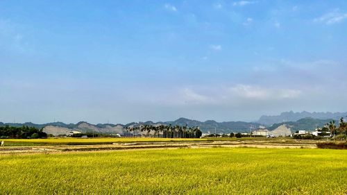 Scenic view of field against sky