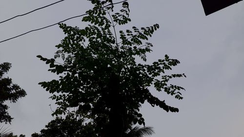 Low angle view of silhouette tree against sky