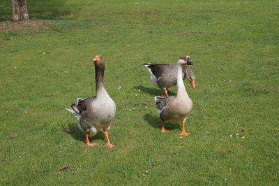 Birds on grassy field