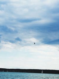 Bird flying over sea against sky