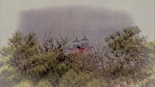 Trees in foggy weather