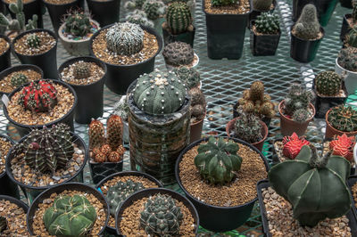 High angle view of succulent plants at market