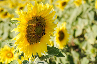 Close-up of sunflower