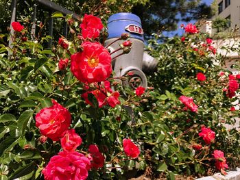 Close-up of red flowers blooming outdoors