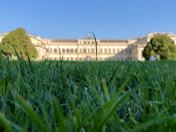 Surface level of grass on field against clear sky