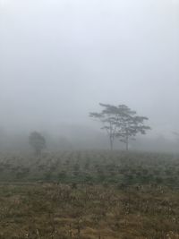 Trees on field against sky