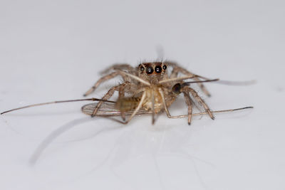 Close-up of spider