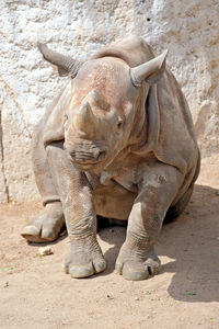 View of elephant in zoo