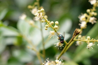 Close-up of insect on flower