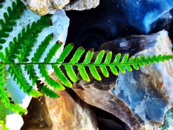 Close-up of plants