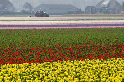 Scenic view of yellow tulip flowers on field