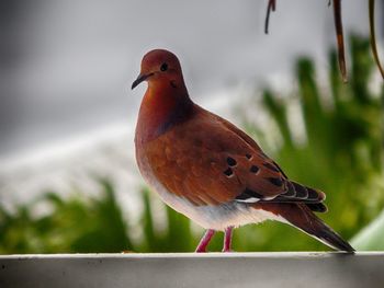 Close-up of bird perching outdoors
