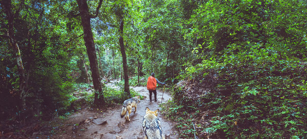 Rear view of woman walking in forest