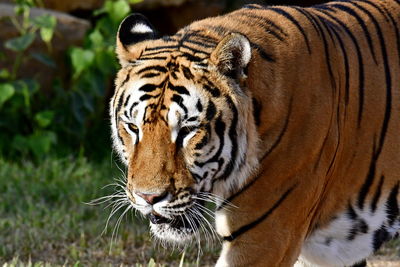 Close-up of a tiger