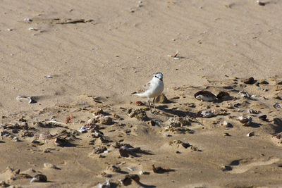 Small white-fronted plover bird on beach sand looking