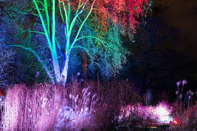 Illuminated trees in park at night