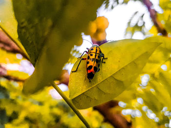 Close-up of butterfly on leaf