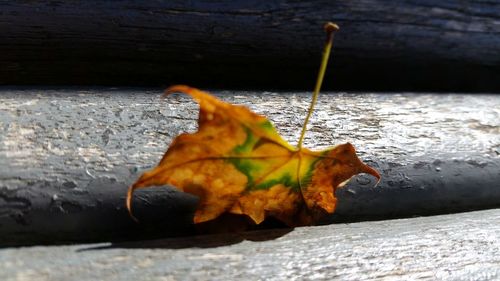 Close-up of maple leaf in water