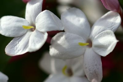 Close-up of white orchids blooming outdoors