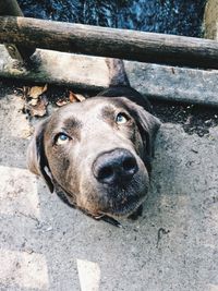 Close-up of dog looking up