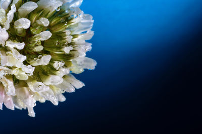 Close-up of white rose against blue background