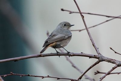 Close-up of bird perching on branch