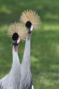 Close-up of bird against blurred background