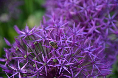 Close-up of plant