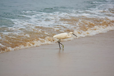 Bird on beach