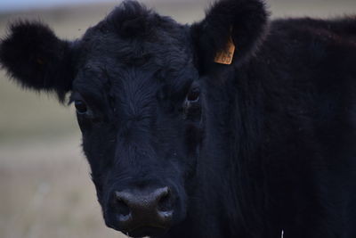 Portrait of cow on field