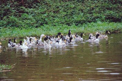 Birds in lake