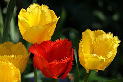 Close-up of yellow flowering plant