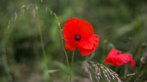 Close-up of red poppy flower