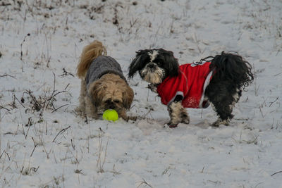 Dog playing with ball on snow