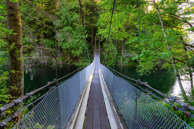 Footbridge amidst trees in forest