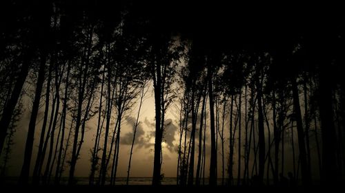 Silhouette of trees at sunset