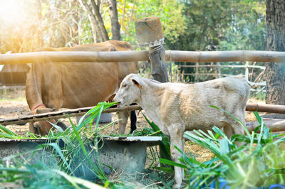 Cow in farm