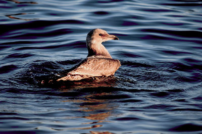 Close-up of duck swimming in lake